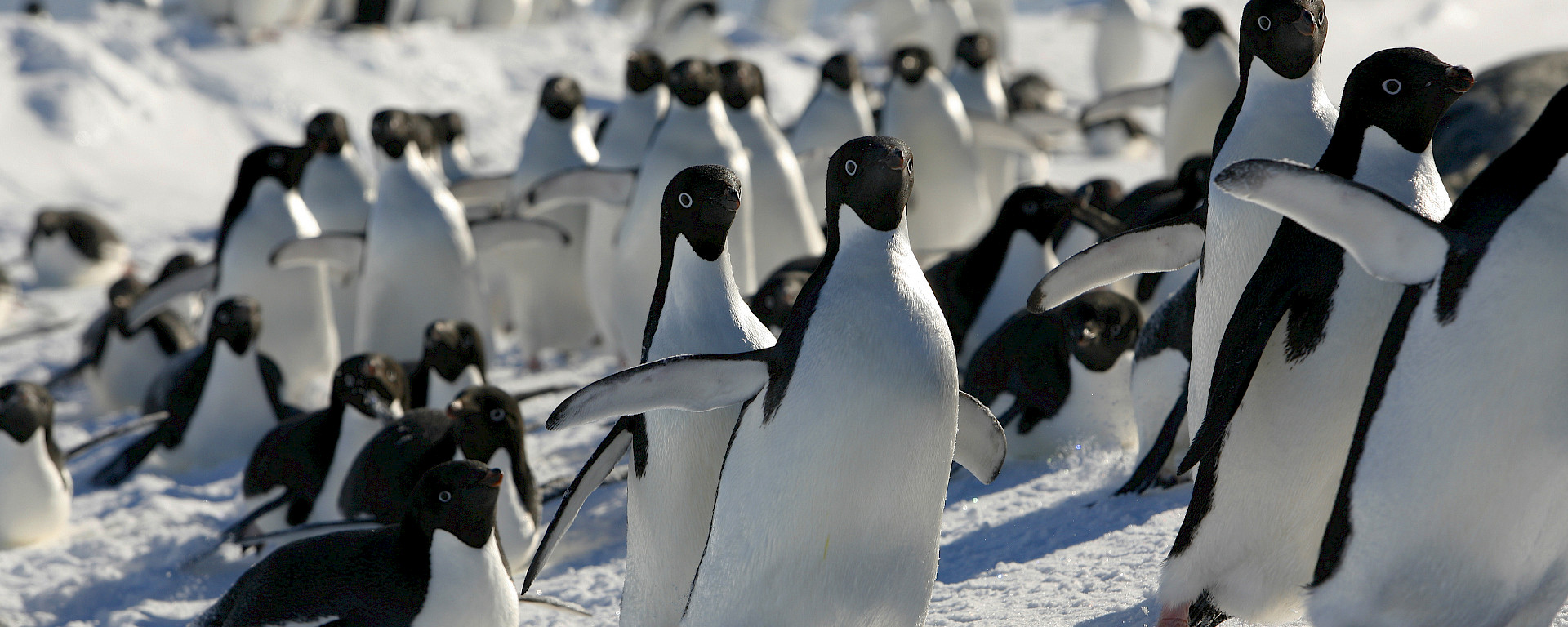 A group of Adelie penguins on the move.