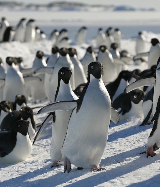 A group of Adelie penguins on the move.