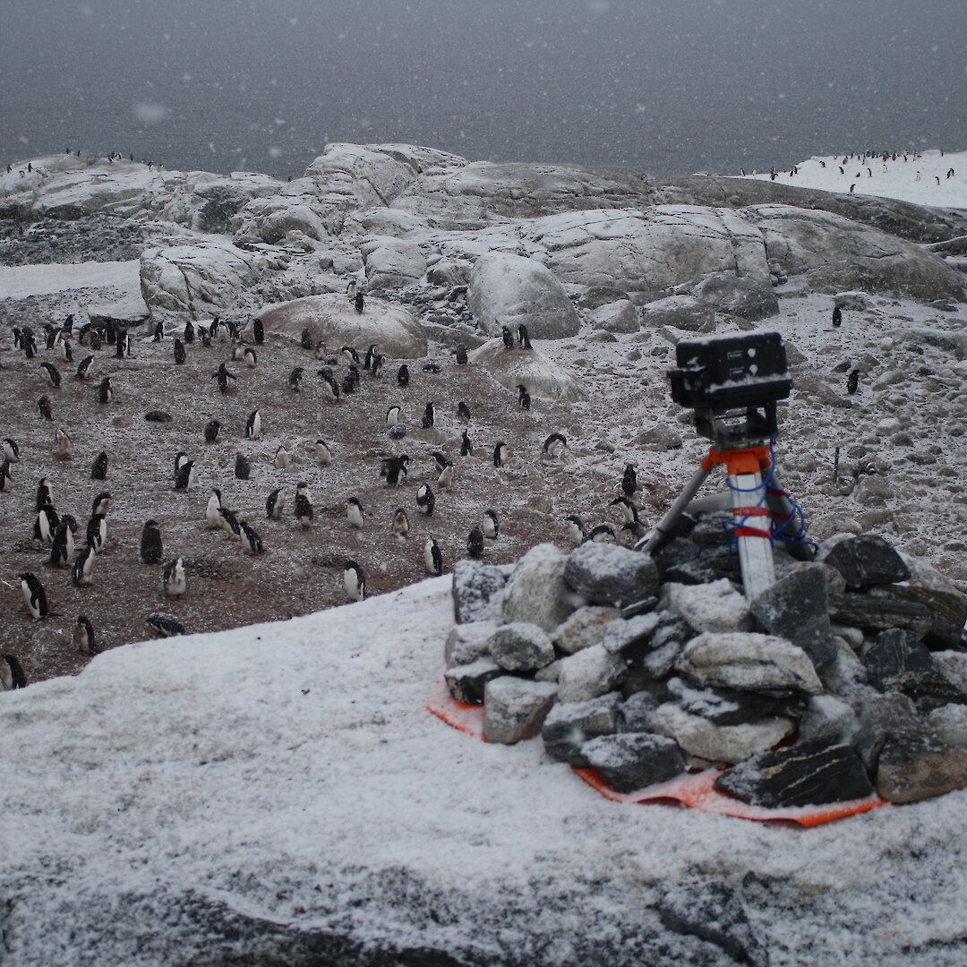 Adélie penguins come in from the cold — Australian Antarctic Program