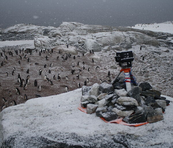 A remotely operated camera sitting on rocks above an Adelie penguin colony.