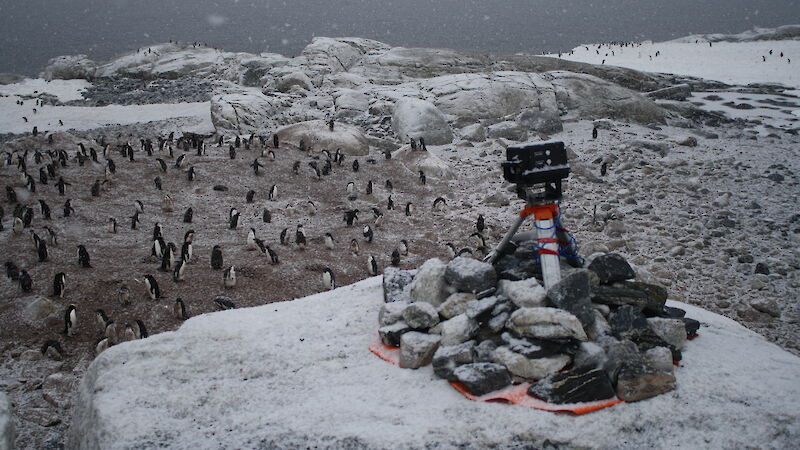 A remotely operated camera sitting on rocks above an Adelie penguin colony.