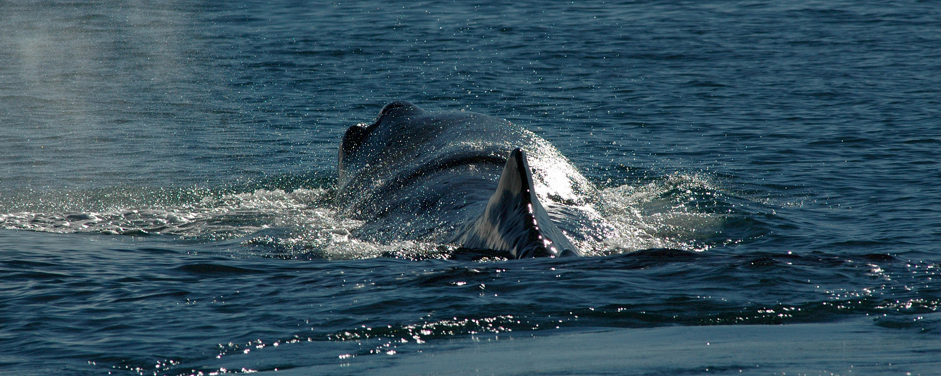 The back of a sperm whale as it surfaces.