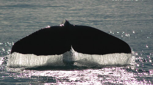 A sperm whale tail.