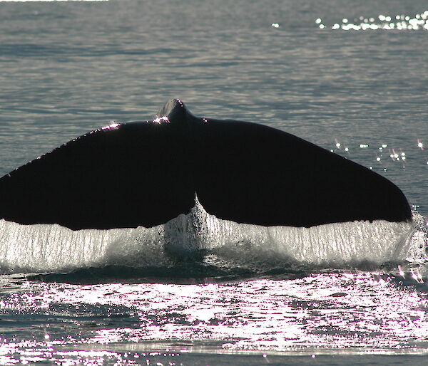 A sperm whale tail.