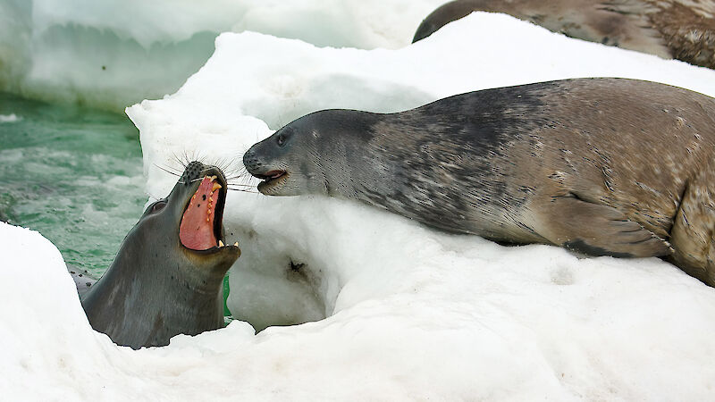 Weddell seal and pup on the sea ice