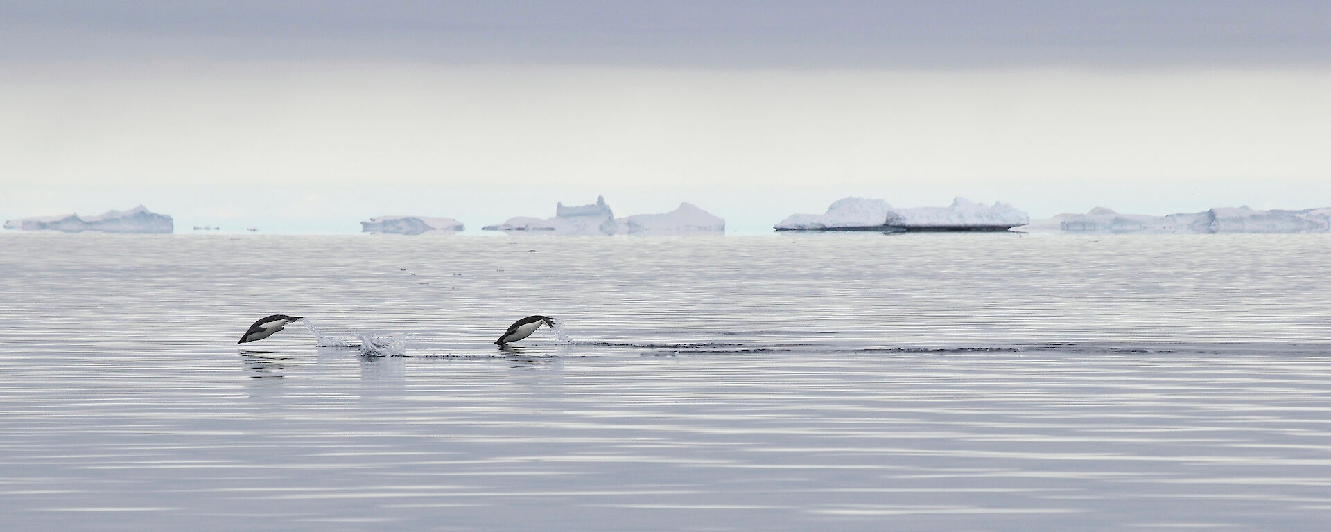 Adelie penguins porpoising in the Southern Ocean