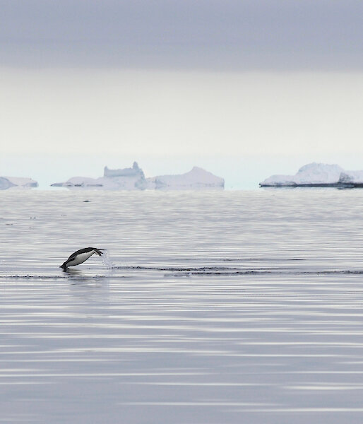 Adelie penguins porpoising in the Southern Ocean