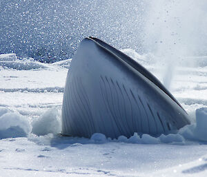 Minke whale surfaces in sea ice for air