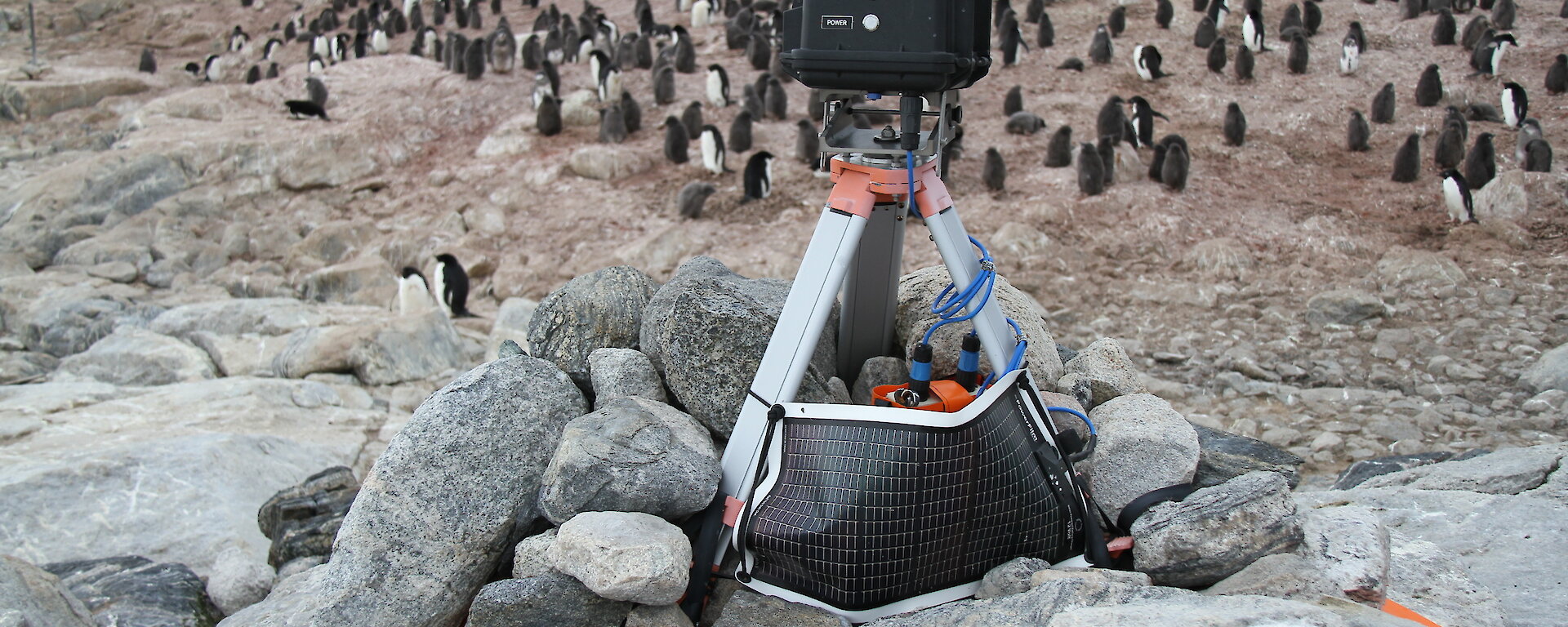 A remote camera above an Adelie penguin colony on Shirley Island near Casey.