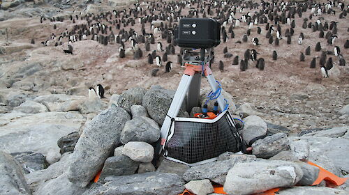 A remote camera above an Adelie penguin colony on Shirley Island near Casey.