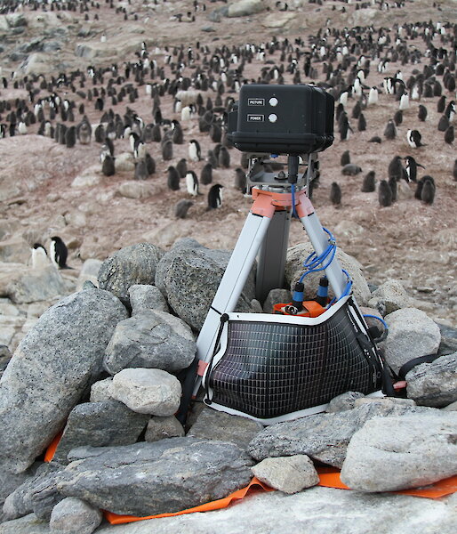A remote camera above an Adelie penguin colony on Shirley Island near Casey.