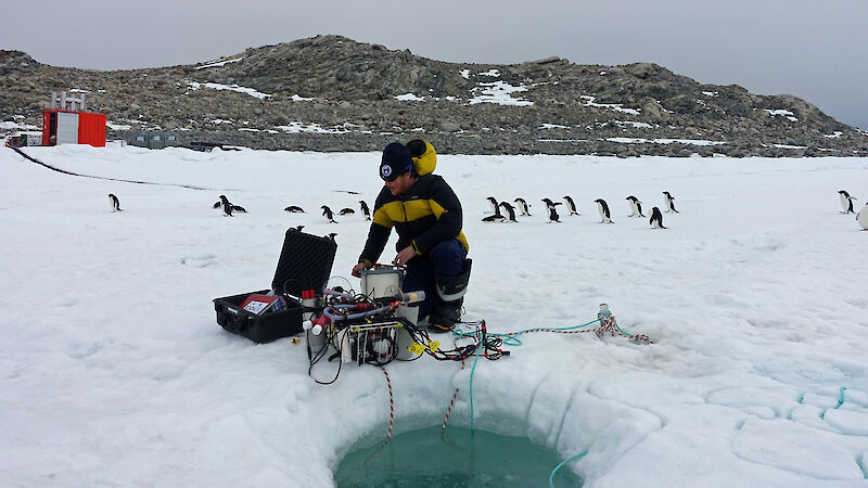 Scientist operating equipment at dive hole with Adelie penguins in background
