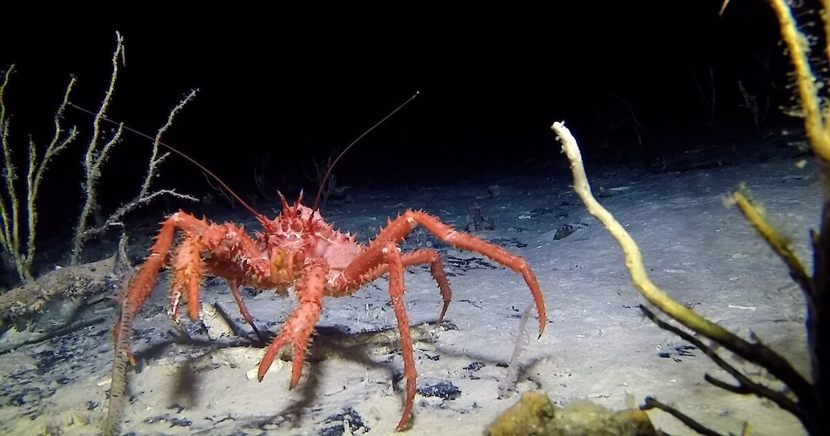 The deep sea dwellers of the Southern Ocean Australian Antarctic Program (News 2018)