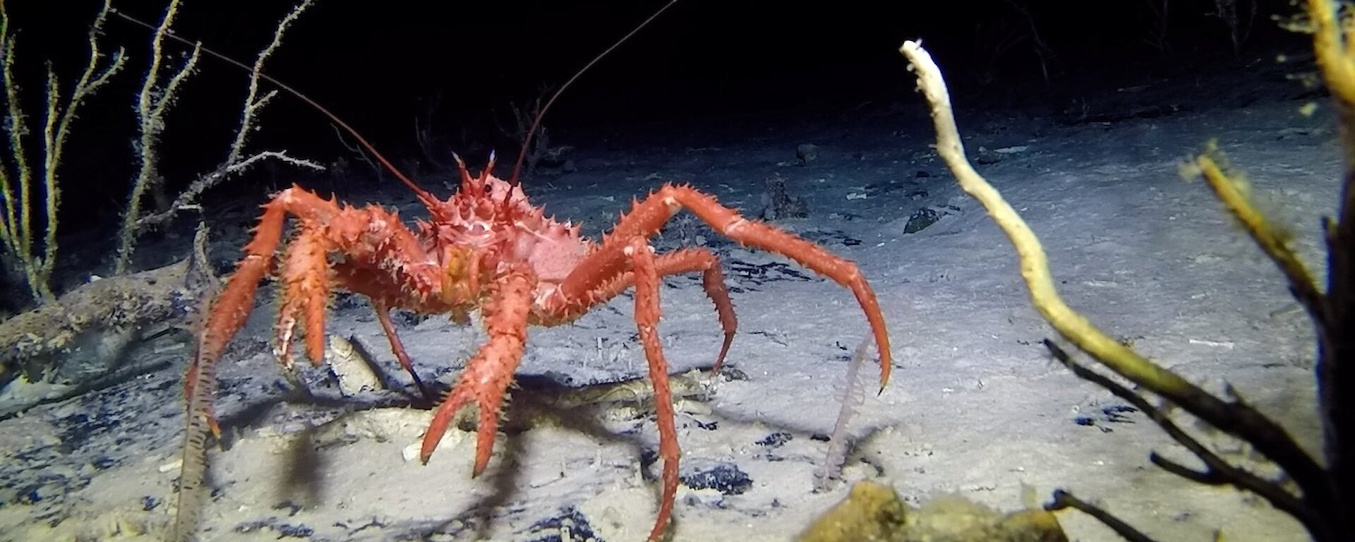 Photo of crab in the Southern Ocean