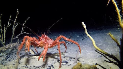 Photo of crab in the Southern Ocean