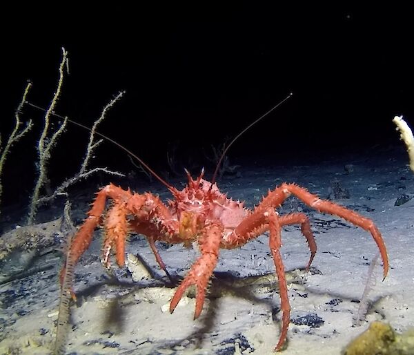 Photo of crab in the Southern Ocean