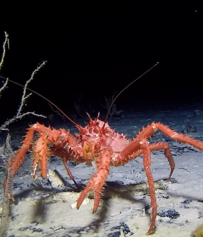 The deep sea dwellers of the Southern Ocean Australian Antarctic Program (News 2018)