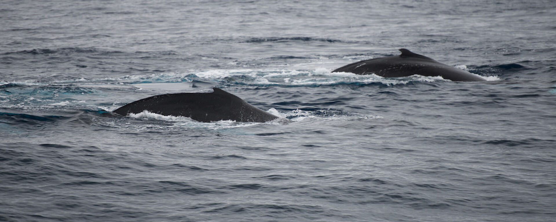 Humpback whales