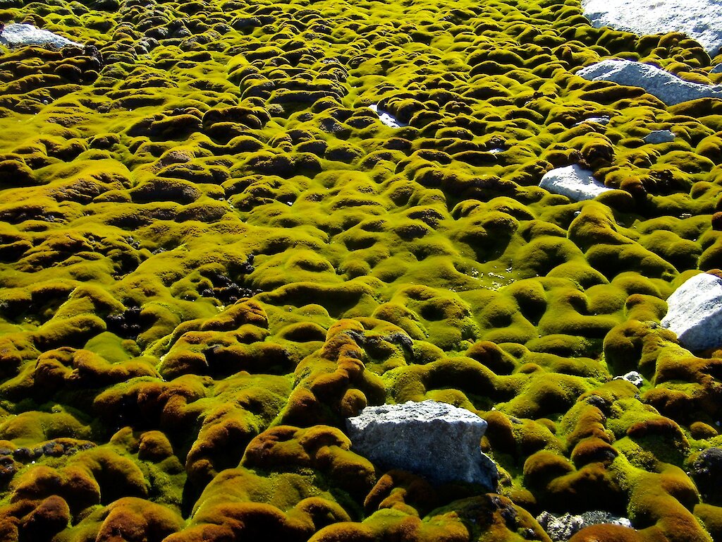 Mosses on the move Rapid changes in Antarctica’s Daintree — Australian