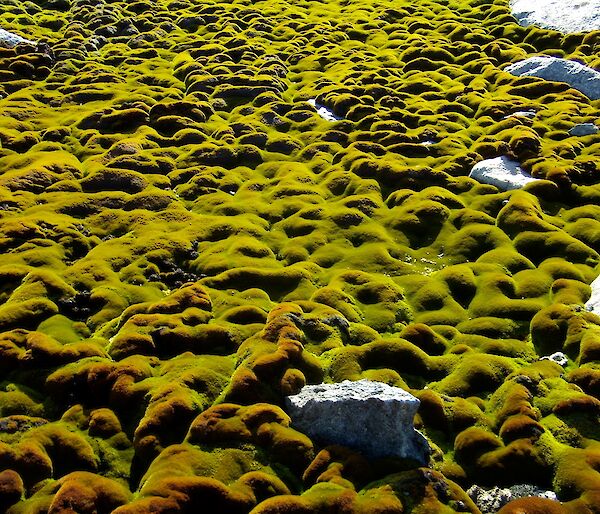 A carpet of green moss in Antarctica