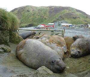 A group of elephant seals in front of Macquarie Island station.