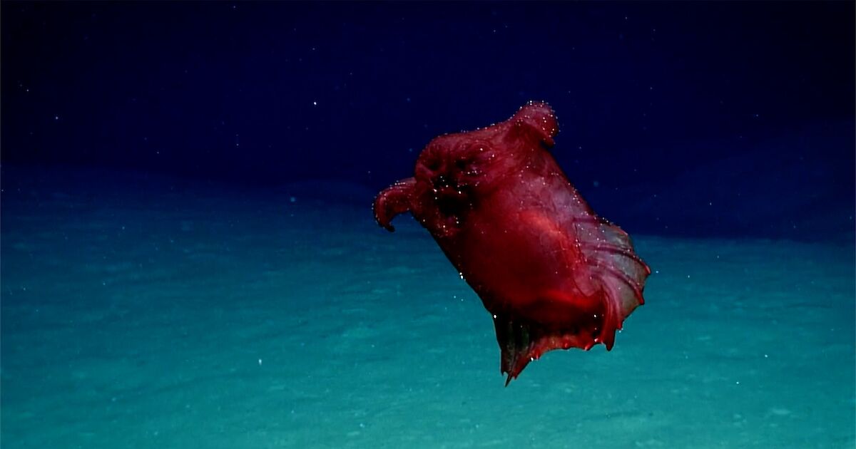 Live Ocean Floor Cameras Viewfloor.co