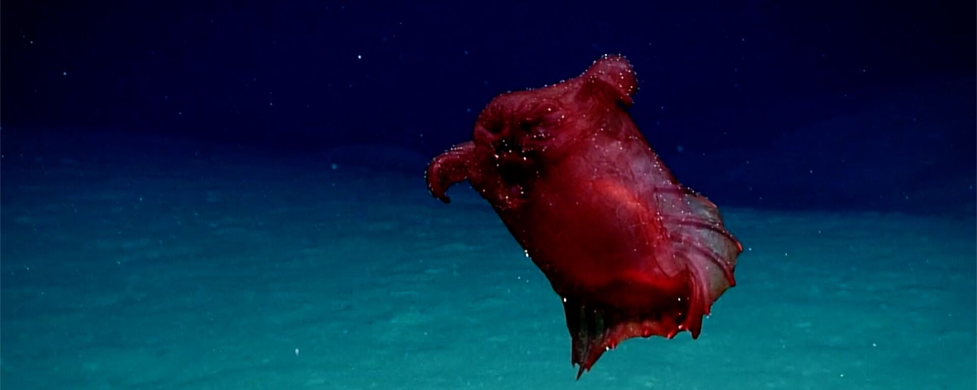 A bulbous, red marine creature with a webbed swimming fin resembling a collar.