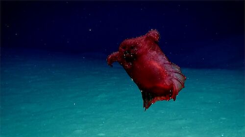 A bulbous, red marine creature with a webbed swimming fin resembling a collar.