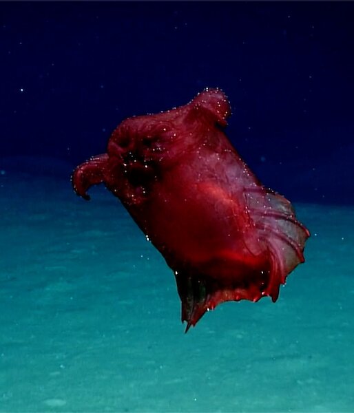 A bulbous, red marine creature with a webbed swimming fin resembling a collar.