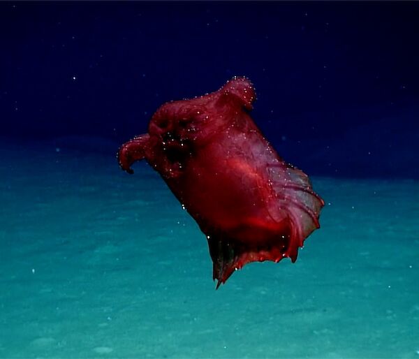 A bulbous, red marine creature with a webbed swimming fin resembling a collar.