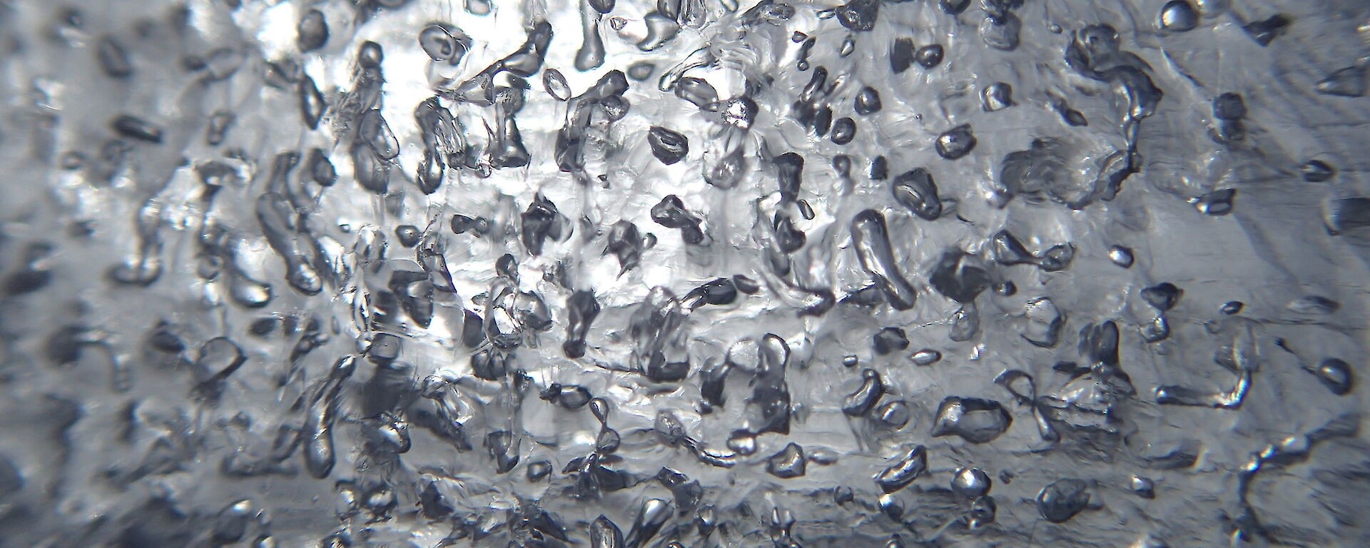 Air bubbles in a thin section of an ice core