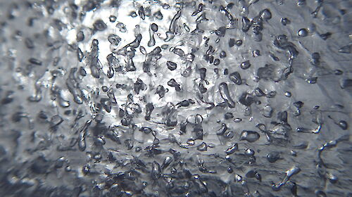 Air bubbles in a thin section of an ice core