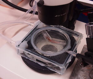 A krill in a petri dish under the microscope.