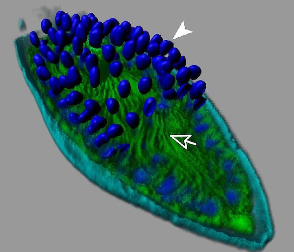 A green phytoplankton cell covered with round blue spores.