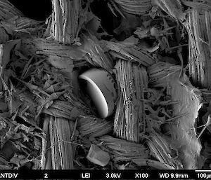 View of silk mesh under electron microscope, with a trapped diatom.