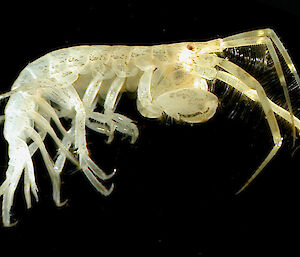 An amphipod