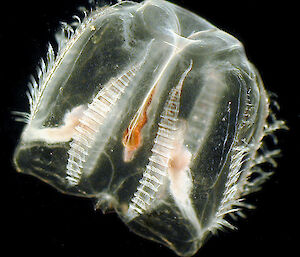 a ctenophore