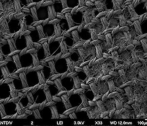 Silk mesh caked in filamentous diatoms, as seen under electron microscope.