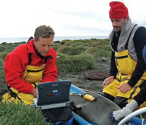 Three men work on an anaesthetised fur seal