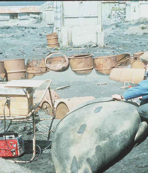 Two men examine an elephant seal