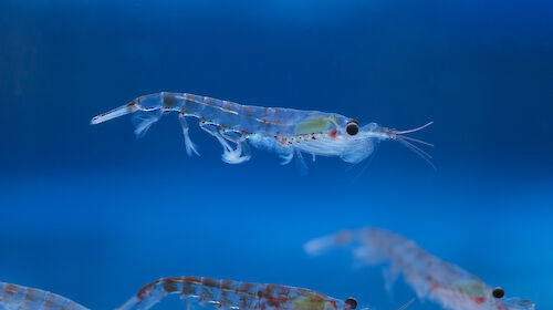 Antarctic krill (Euphausia superba)