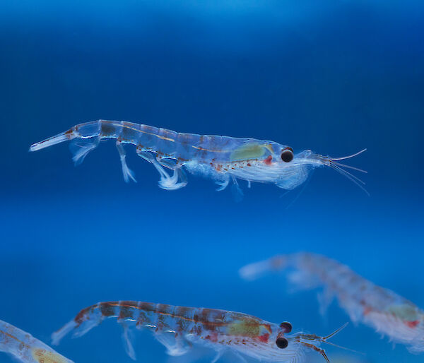 Antarctic krill (Euphausia superba)