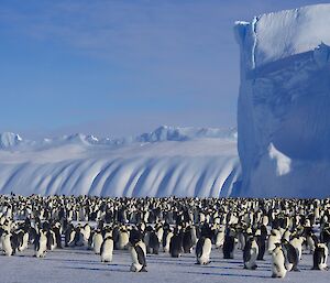 Emperor penguins at Auster Rookery, near Australia’s Mawson research station