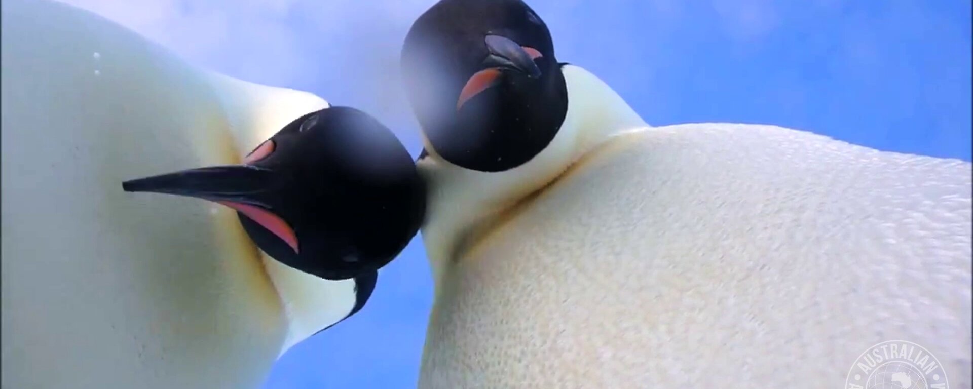 Emperor penguins peering at the camera on the ice