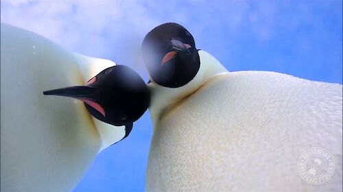 Emperor penguins peering at the camera on the ice