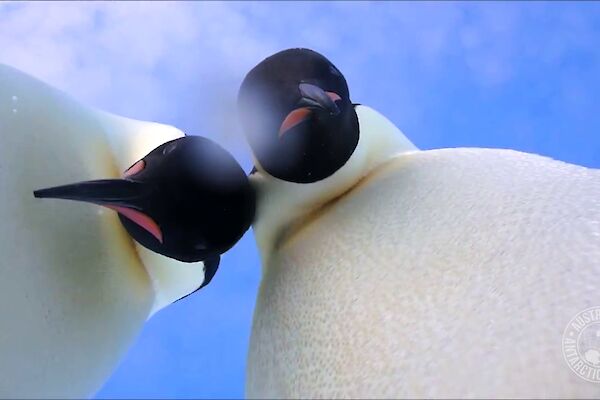 Emperor penguins peering at the camera on the ice