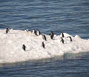 Adelie Penguins