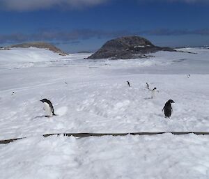 Penguins, debating whether or not to cross.