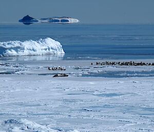 Adelie’s and Leopard Seal