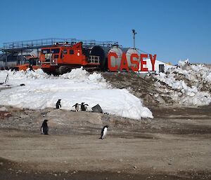 Penguins come to visit